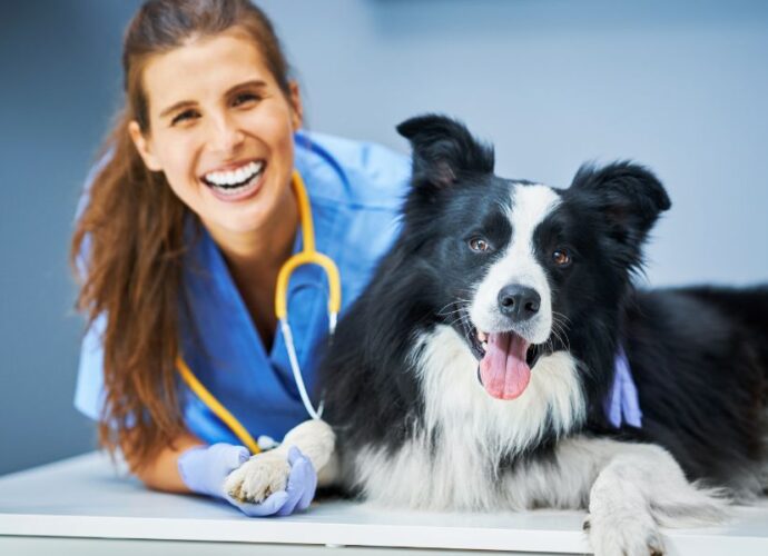 5 Reasons your pet needs a good veterinarian in Kitchener
