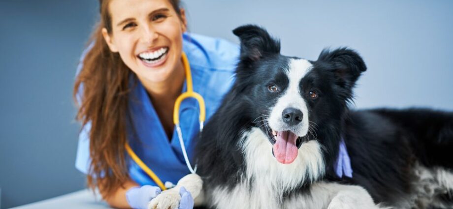 5 Reasons your pet needs a good veterinarian in Kitchener